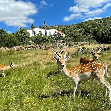 Апартаменти Quinta Do Borges 2 Гуарда Екстер'єр фото