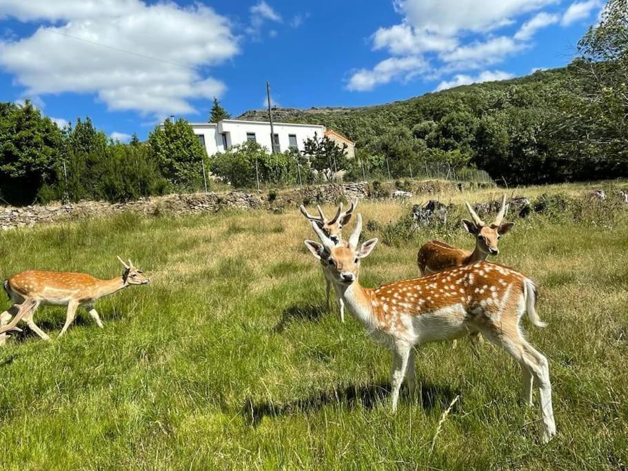 Апартаменти Quinta Do Borges 2 Гуарда Екстер'єр фото